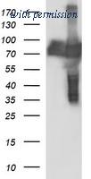 OriGene TA507021AM image 1