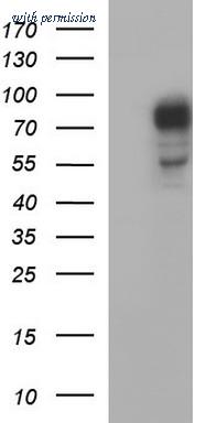 OriGene TA507023S image 1
