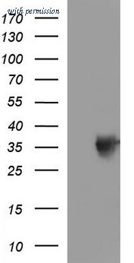 OriGene TA507039BM image 1