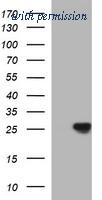 OriGene TA507048AM image 1