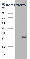 OriGene TA507049AM image 1