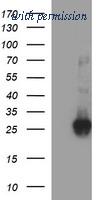 OriGene TA507052BM image 1