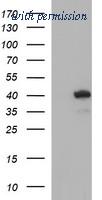 OriGene TA507056AM image 1