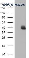 OriGene TA507058AM image 1