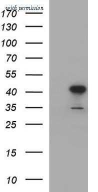 OriGene TA507060AM image 1