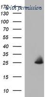 OriGene TA507065AM image 1