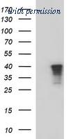 OriGene TA507094S image 1