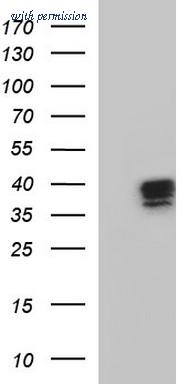 OriGene TA507096AM image 1