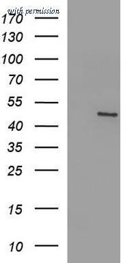 OriGene TA507117BM image 1