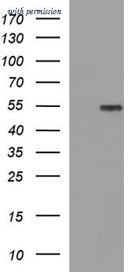 OriGene TA507128AM image 1
