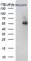 OriGene TA507131S image 1