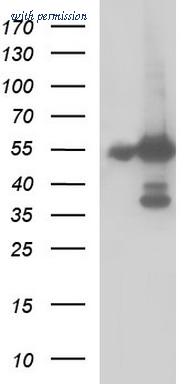 OriGene TA507132S image 1