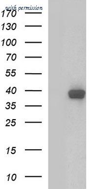 OriGene TA507137S image 1