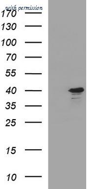 OriGene TA507140S image 1