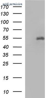 OriGene TA507151S image 1