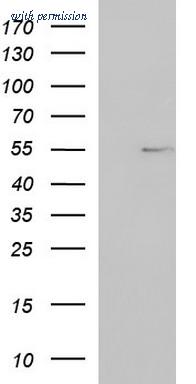 OriGene TA507154AM image 1
