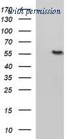 OriGene TA507156AM image 1
