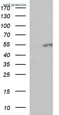 OriGene TA507161AM image 1
