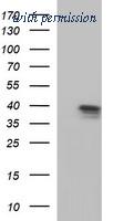 OriGene TA507164S image 1