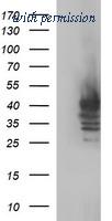 OriGene TA507183S image 1