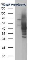 OriGene TA507184AM image 1