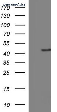 OriGene TA507262S image 1