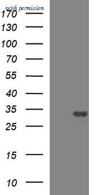 OriGene TA507276S image 1