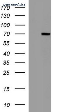 OriGene TA507286S image 1