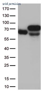OriGene TA507287S image 1