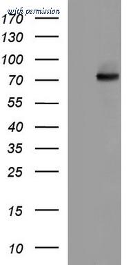 OriGene TA507291S image 1