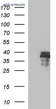 OriGene TA507376S image 1