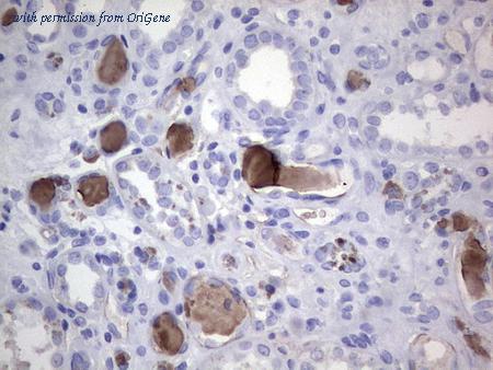 OriGene TA507395S image 1