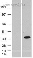 OriGene TA591001S image 1