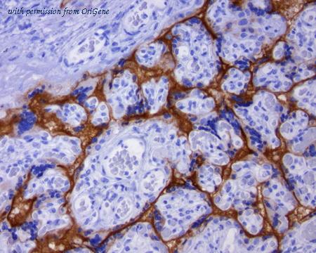 OriGene TA591003 image 1