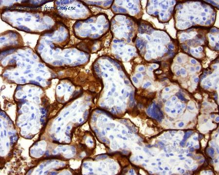 OriGene TA591004S image 1