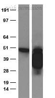OriGene TA591005 image 1
