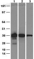 OriGene TA591006S image 1