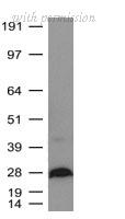 OriGene TA591007 image 1
