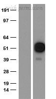OriGene TA591008 image 1