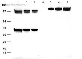OriGene TA591009 image 1
