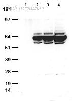 OriGene TA591010 image 1