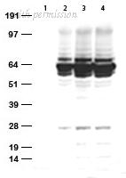 OriGene TA591011 image 1