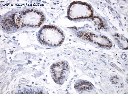 OriGene TA591049 image 1