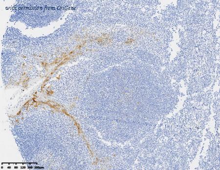OriGene TA592012 image 1