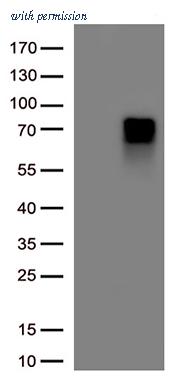 OriGene TA592025 image 1