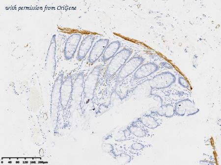 OriGene TA592052 image 1