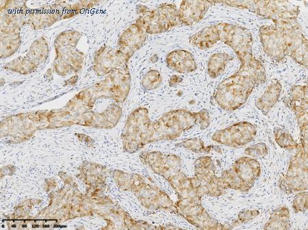 OriGene TA592095S image 1