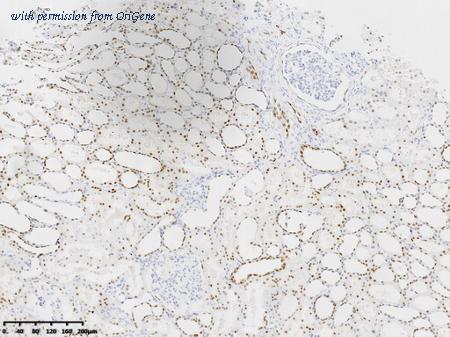 OriGene TA592128S image 1
