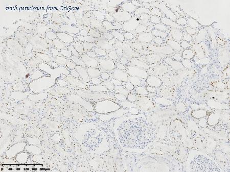 OriGene TA592131S image 1