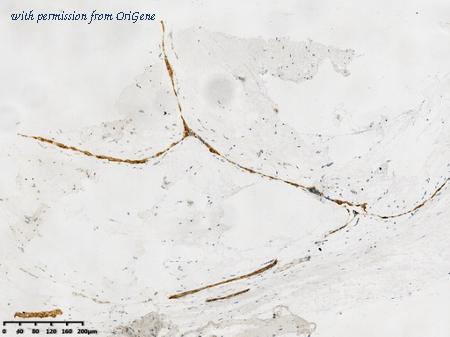 OriGene TA592133 image 1
